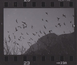 Flock of birds flying against sky seen through car window