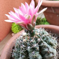 Close-up of succulent plant