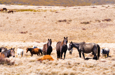 Herd of sheep on landscape