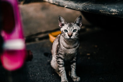 Portrait of cat looking at camera