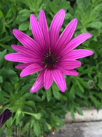 Close-up of purple flower blooming outdoors