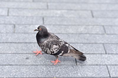 Close-up of bird perching outdoors