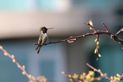 Close-up of bird perching on twig