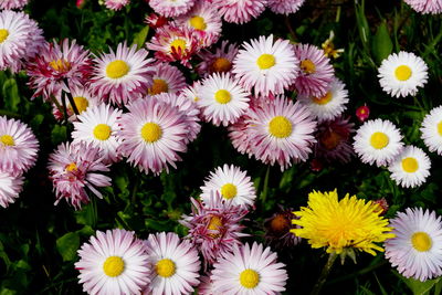 High angle view of daisy flowers