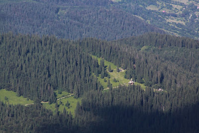 High angle view of pine trees in forest