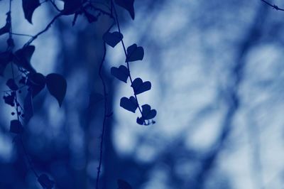 Low angle view of fruits on tree against blue sky