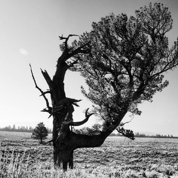 field, landscape, tree, bare tree, tranquility, tranquil scene, nature, grass, clear sky, sky, branch, dead plant, scenics, beauty in nature, horizon over land, dry, growth, animal themes, non-urban scene, single tree