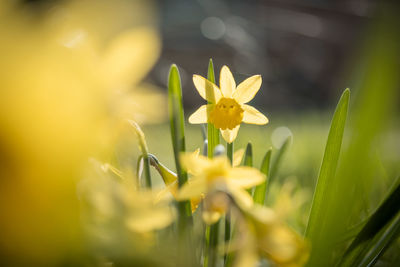 Close-up of yellow flowering plant