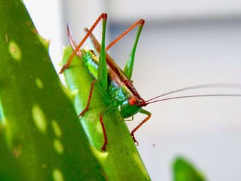 Close-up of insect on leaf