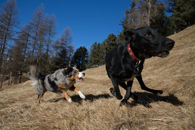 Black dog and ball on tree against sky