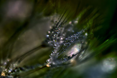 Close-up of water drops on plant