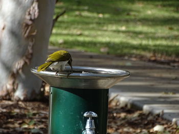 Close-up of bird perching on feeder