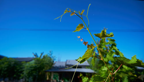 Close-up of plant against blue sky