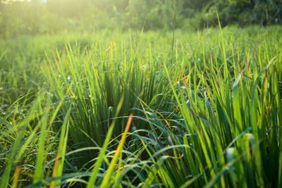 Crops growing on field