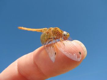 Close-up of dragonfly on finger against clear sky