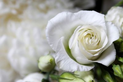 Close-up of white rose