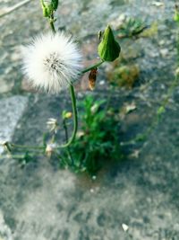 Close-up of white dandelion