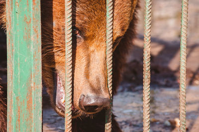 The head of a brown bear behind the metal rod of a cage stares at the camera. portrait of a wild 