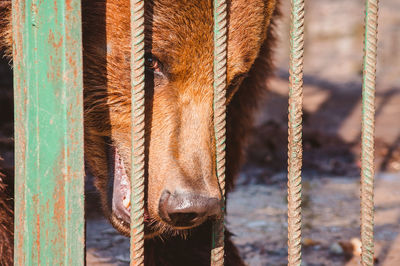 Close-up of a horse