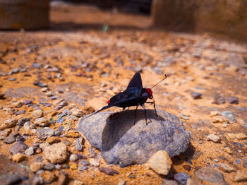 Close-up of black butterfly on rock