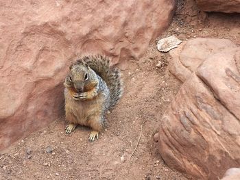 High angle view of squirrel on rock