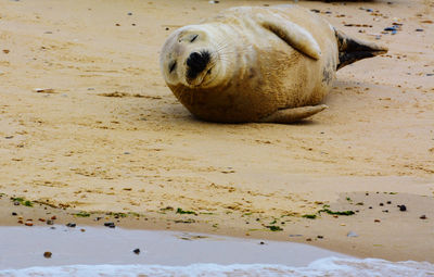 High angle view of sea lion on beach