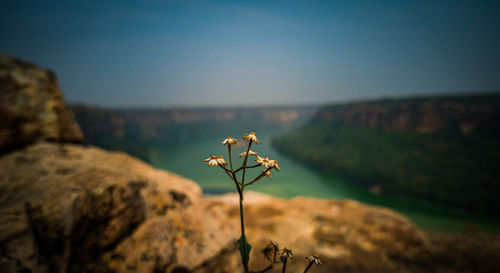 Close-up of wilted plant on rock against sky