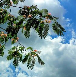 Low angle view of palm tree against sky