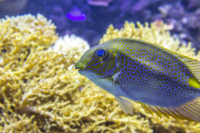 Close-up of fish swimming in sea