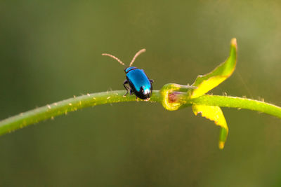 Close-up of insect on leaf