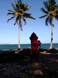 Coconut palm trees on beach against sky