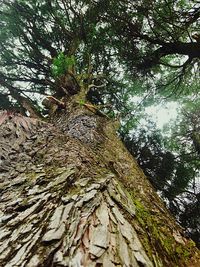 Low angle view of trees in forest