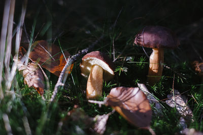 Close-up of mushroom growing on field