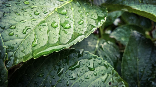 Close-up of leaves on leaf