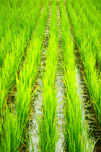 Full frame shot of corn field