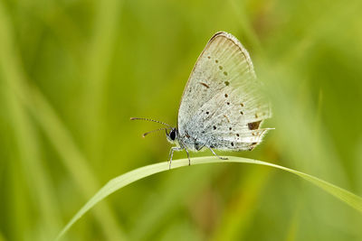 Butterfly on leaf