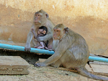 Monkeys with infant against wall