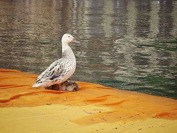 Bird in water