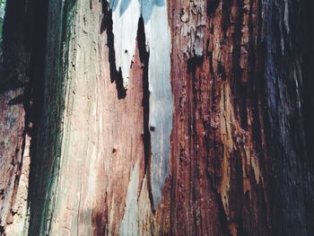 Full frame of tree trunk