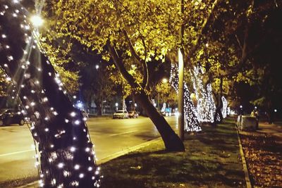 Street amidst trees in park at night