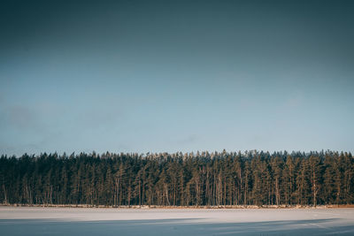 Pine trees in forest against sky during winter