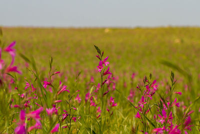 Pink flowering plants on field