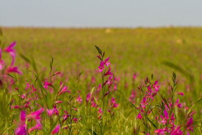 Pink flowering plants on field