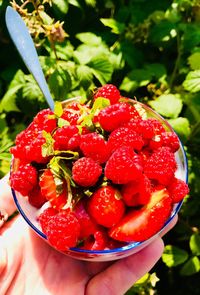 Close-up of hand holding strawberries