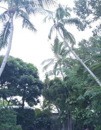 Low angle view of palm trees