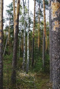 Trees in forest