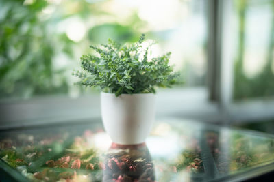 Close-up of small potted plant on table