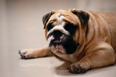 Close-up of dog lying down on floor