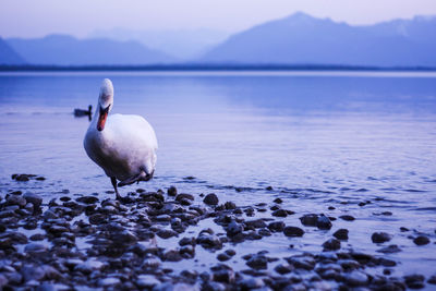 Swans on sea shore