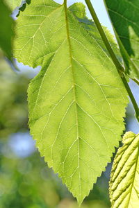 Close-up of green leaves